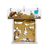 Kit Hormiguero Acrílico de Arena en Forma de T Mini - Sándwich 14x5x14cm cm y Caja de Forrajeo - Hormiguero con Hormigas Vivas Incluidas (Reina, Obreras, Huevos y Larvas) - Transparente